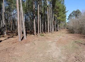 Lot 27 – 25+/- Acres of Timber and Hunting Land For Sale in Robeson County, NC!
