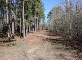 24+/- Acres of Timber and Hunting Land for Sale in Robeson County, NC!