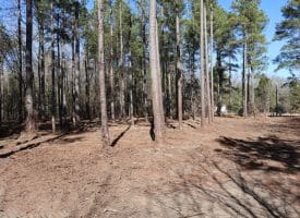Lot 27 – 25+/- Acres of Timber and Hunting Land For Sale in Robeson County, NC!