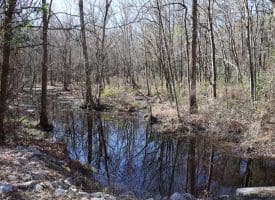 Lot 27 – 25+/- Acres of Timber and Hunting Land For Sale in Robeson County, NC!