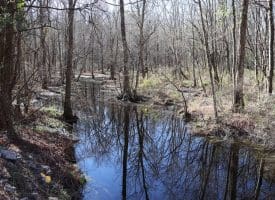 Lot 27 – 25+/- Acres of Timber and Hunting Land For Sale in Robeson County, NC!
