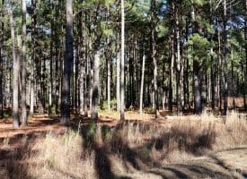 Lot 9 – 5+/- Acre Lot For Sale in Robeson County, NC!