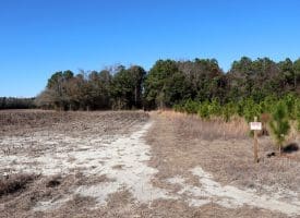 20+/- Acres of Timber and Hunting Land For Sale in Robeson County, NC!