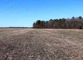 109+/- Acres of Farm and Timber Land For Sale in Hoke County NC!
