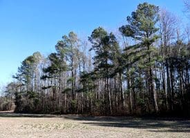 109+/- Acres of Farm and Timber Land For Sale in Hoke County NC!