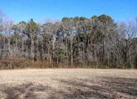 109+/- Acres of Farm and Timber Land For Sale in Hoke County NC!
