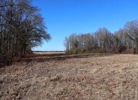 109+/- Acres of Farm and Timber Land For Sale in Hoke County NC!