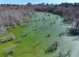 88+/- Acres of Hunting and Farmland For Sale in Duplin County, NC!