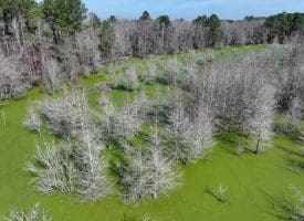88+/- Acres of Hunting and Farmland For Sale in Duplin County, NC!