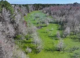 88+/- Acres of Hunting and Farmland For Sale in Duplin County, NC!