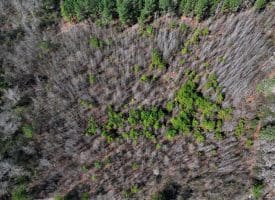 8.3+/- Acres of Hunting or Recreational Property For Sale in Robeson County, NC!