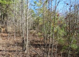 8.3+/- Acres of Hunting or Recreational Property For Sale in Robeson County, NC!