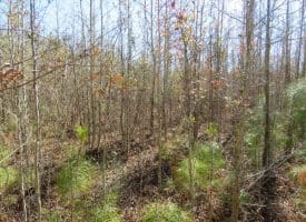 8.3+/- Acres of Hunting or Recreational Property For Sale in Robeson County, NC!