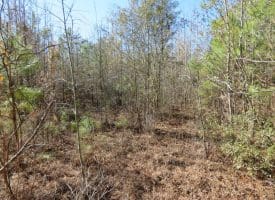 8.3+/- Acres of Hunting or Recreational Property For Sale in Robeson County, NC!