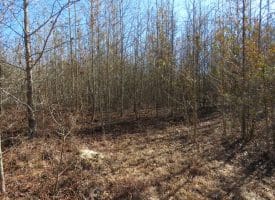 8.3+/- Acres of Hunting or Recreational Property For Sale in Robeson County, NC!