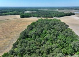 74+/- Acres of Farm and Timberland for Sale in Hoke County, NC!