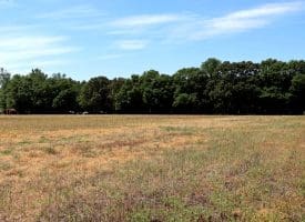 74+/- Acres of Farm and Timberland for Sale in Hoke County, NC!