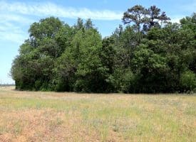 74+/- Acres of Farm and Timberland for Sale in Hoke County, NC!