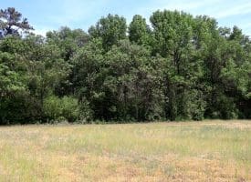 41+/- Acres of Farm and Timberland For Sale in Hoke County, NC!