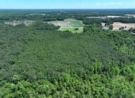 26+/- Acres of Farm and Timber Land For Sale in Robeson County NC!