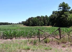27+/- Acres of Farmland For Sale in Robeson County NC!
