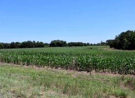 27+/- Acres of Farmland For Sale in Robeson County NC!