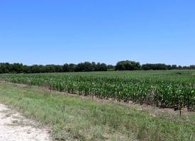 27+/- Acres of Farmland For Sale in Robeson County NC!