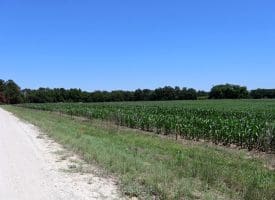 27+/- Acres of Farmland For Sale in Robeson County NC!