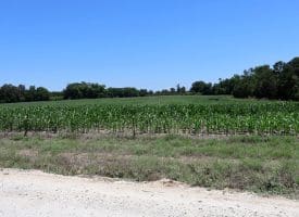 27+/- Acres of Farmland For Sale in Robeson County NC!