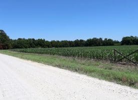 27+/- Acres of Farmland For Sale in Robeson County NC!