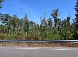 35+/-  Acres of Hunting & Recreational Property in Cumberland County, NC!