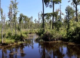 35+/-  Acres of Hunting & Recreational Property in Cumberland County, NC!
