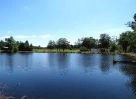 53+/- Acres of Recreational and Residential Land For Sale in Robeson County, NC!