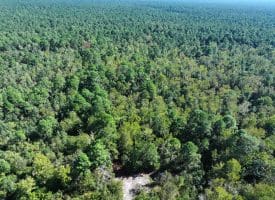 1070+/- Acres of Hunting Land For Sale in Pender County, NC!