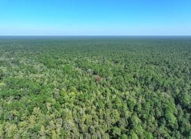 1070+/- Acres of Hunting Land For Sale in Pender County, NC!