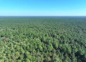 1070+/- Acres of Hunting Land For Sale in Pender County, NC!