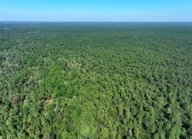 1070+/- Acres of Hunting Land For Sale in Pender County, NC!