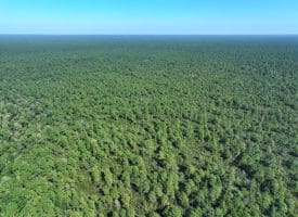 1070+/- Acres of Hunting Land For Sale in Pender County, NC!