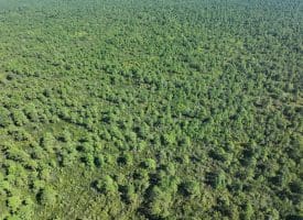 1070+/- Acres of Hunting Land For Sale in Pender County, NC!