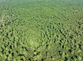 1070+/- Acres of Hunting Land For Sale in Pender County, NC!
