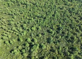 1070+/- Acres of Hunting Land For Sale in Pender County, NC!