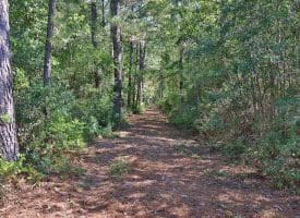 1070+/- Acres of Hunting Land For Sale in Pender County, NC!