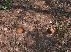 1070+/- Acres of Hunting Land For Sale in Pender County, NC!