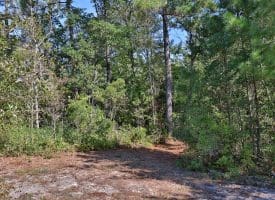 1070+/- Acres of Hunting Land For Sale in Pender County, NC!