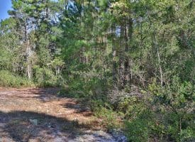 1070+/- Acres of Hunting Land For Sale in Pender County, NC!