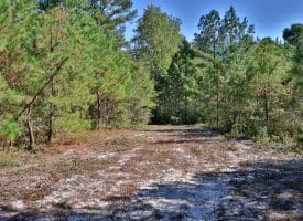 1070+/- Acres of Hunting Land For Sale in Pender County, NC!