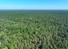 1070+/- Acres of Hunting Land For Sale in Pender County, NC!